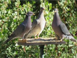 Band-tailed Pigeons